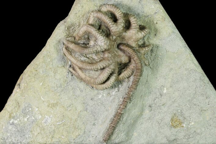 Fossil Crinoid (Agaricocrinus) - Crawfordsville, Indiana #150434